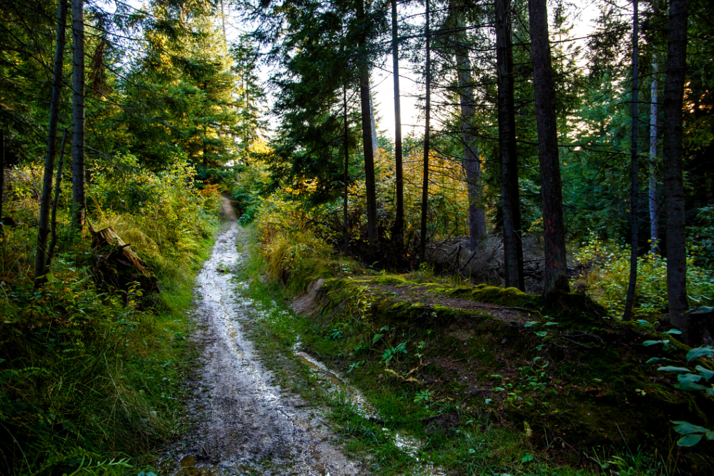 Zdjęcie ścieżki biegnącej przez las. Roślinność po obu stronach ścieżki jest w kolorze soczystej zieleni. W tle prześwity nieba.